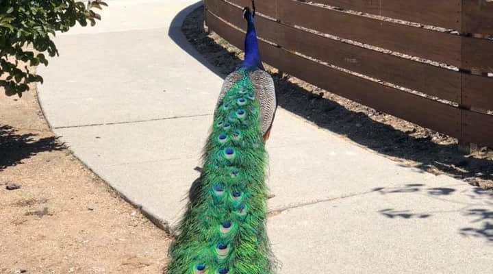 Have you seen the Mar Vista Peacock?
