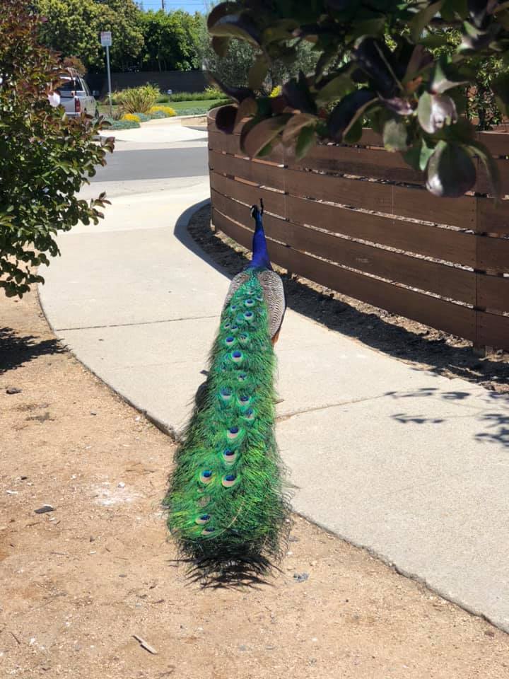 peacock in Mar Vista